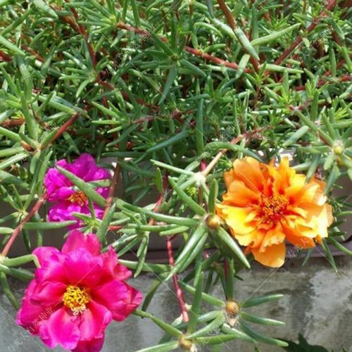 大花马齿苋花种子 混色太阳花死不了 四季盆栽花卉种孑阳台多年生