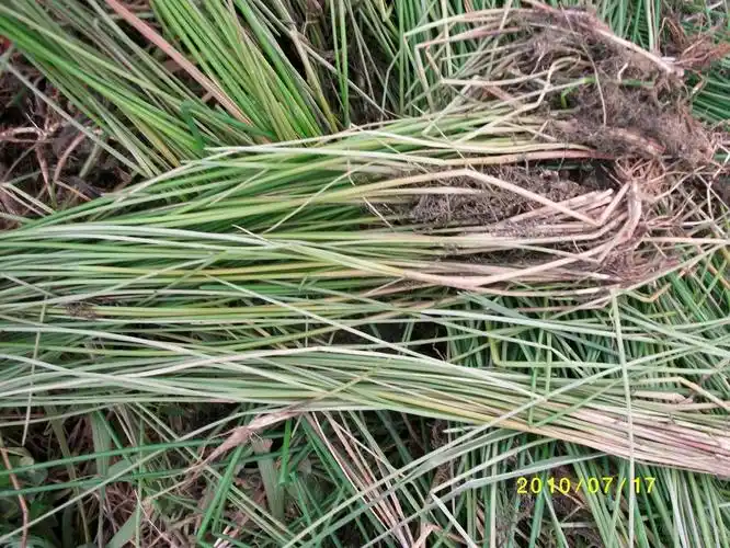 最新杂草图片(原创)(十三)