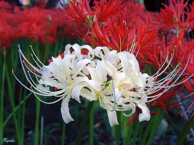 春兰篇-中国兰花交易网社区