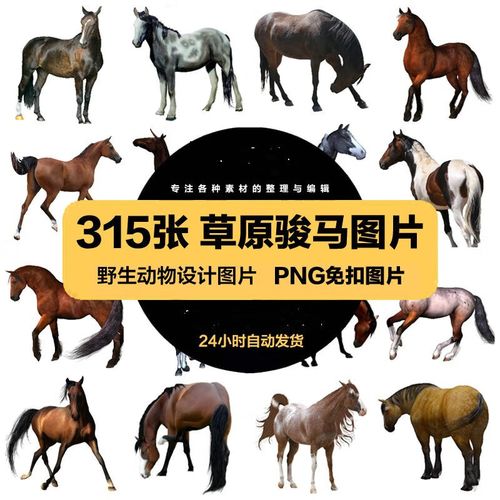 高清图片草原奔跑的骏马野马宣传广告png免扣透明ps设计美工素材 标准