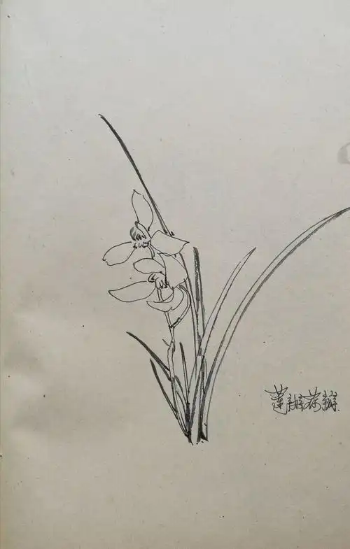 兰花速写