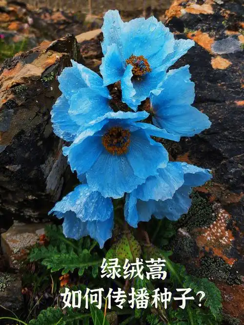 植物小知识绿绒蒿如何传播种子