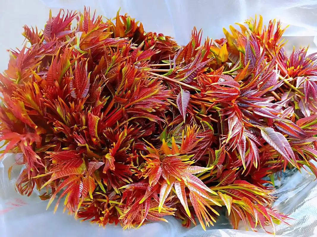 农村大山里的原生态香椿芽,已开始采摘,传统美食"香椿炒鸡蛋" - 抖音