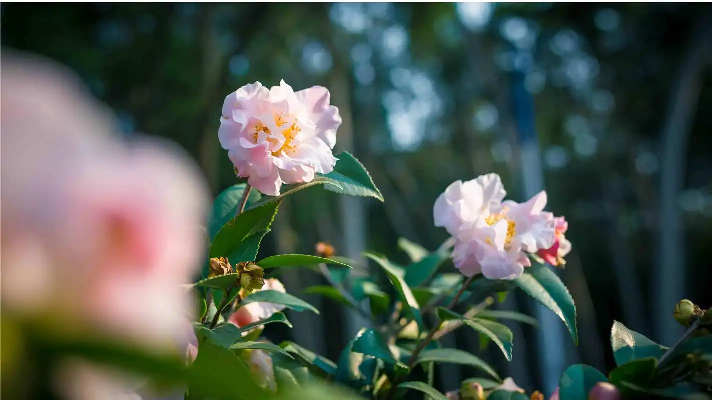 春日里山花盛开的唯美风景桌面壁纸