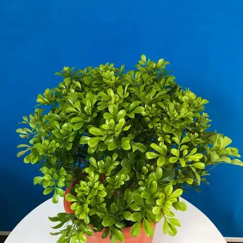 米兰花盆栽植物净化空气木本植物四季开花不断好养花卉花卉