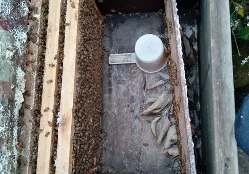 预防中蜂起巢虫的三大措施