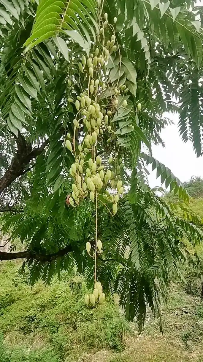 近拍香椿树结果. - 抖音