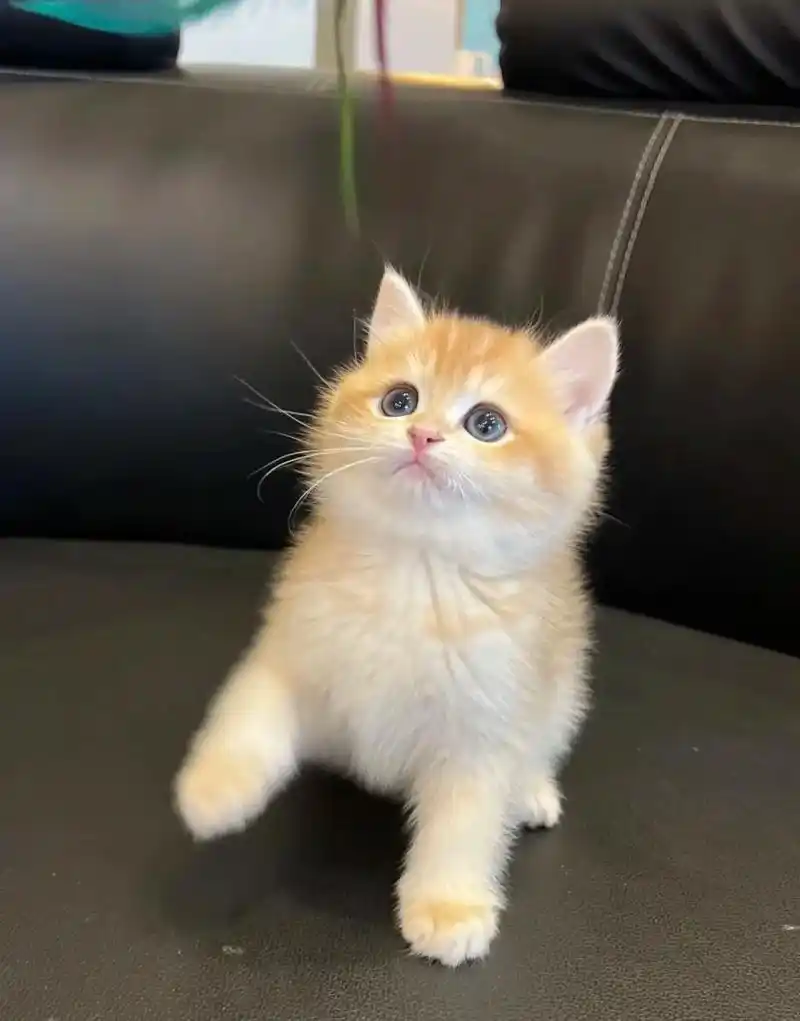 金渐层幼猫大宝子脸非常可爱有喜欢的吗