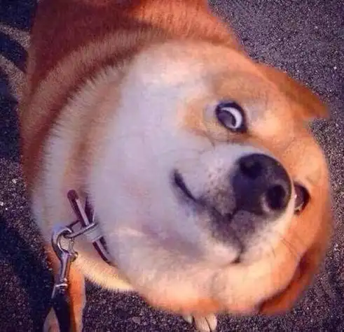 微信头像狗狗逗比头像 可爱又迷人沙雕的狗狗头像