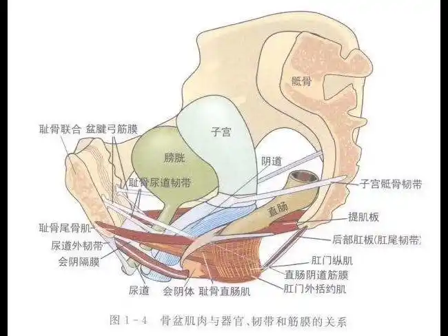 修复盆底肌,改善盆底肌松弛,子宫下垂,膀胱下垂,小腹胀大,咳嗽漏尿