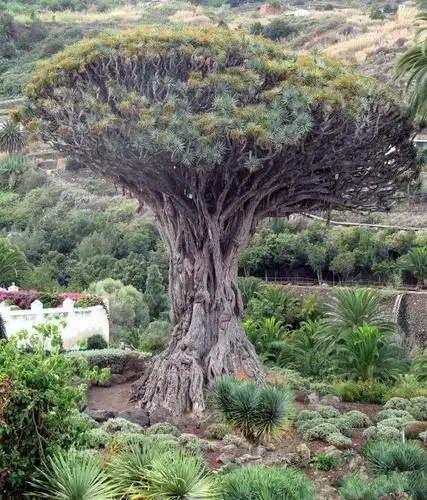 世界上三棵外形"奇特"的树,形状各异,游客:太不可思议!