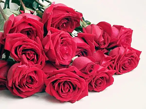 红玫瑰花图片_红玫瑰花图片大全_红玫瑰花图片下载