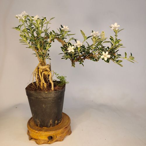 提根金边六月雪盆景老桩红花白花悬崖四季长青绿植花新疆西藏专链四年