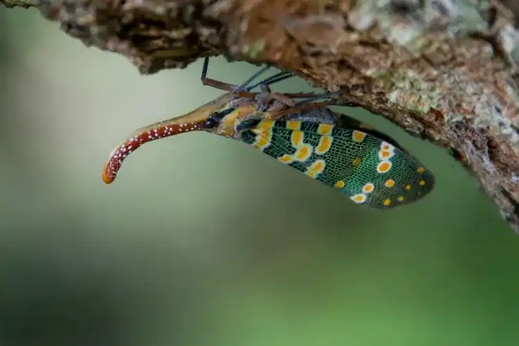 【原创】精彩虫虫——象鼻蜡蝉