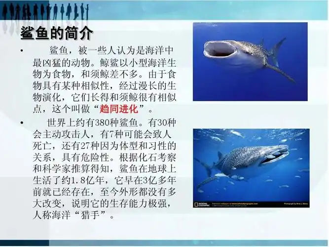 鲨鱼ppt