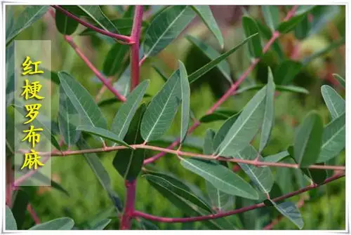 花茶新疆野生红梗罗布麻茶叶500g养生红麻百麻罗布麻