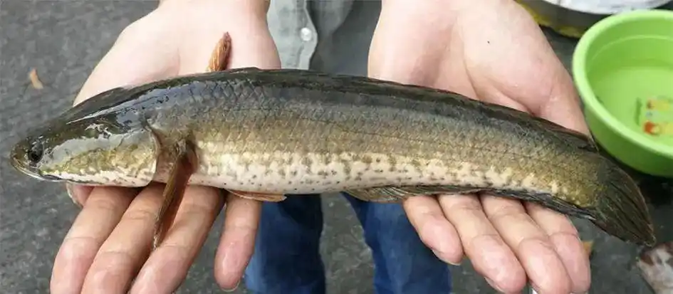 线鳢(channa striata)