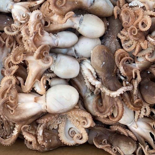 熟冻八爪鱼熟八带鱼不缩水熟章鱼爆头沾化特产