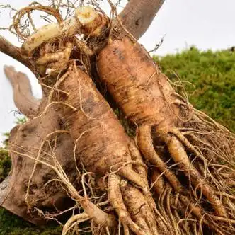 伟博新鲜西洋参现挖大个西洋参整只新鲜带土高参龄非菲野人参花旗参每