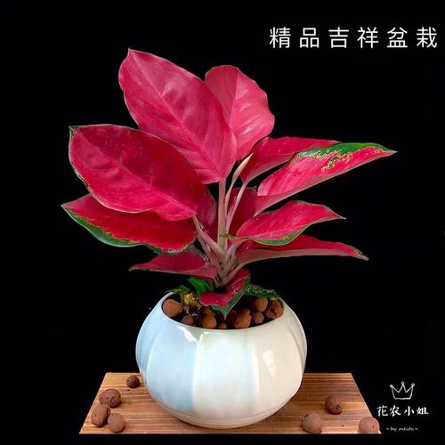 吉利中国红盆栽室内如意皇后花水培植物吉祥如意万年红万年青系列