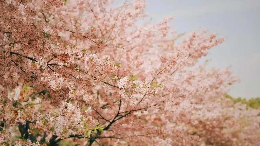 樱花下落的速度约每秒五厘米