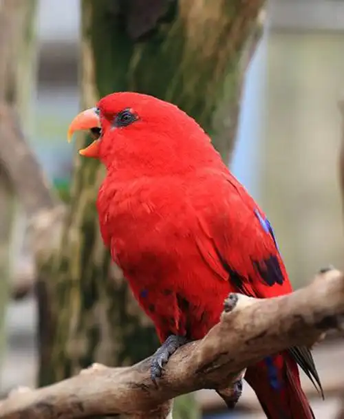 p>红色吸蜜鹦鹉(学名:eos bornea)有2 个亚种,羽色鲜艳,头部和颈部