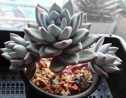 做到以上的要点就可以让霜之朝多肉叶片颜色好看啦!
