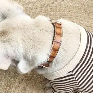 狗狗项圈泰迪小型中型犬脖圈金毛脖套狗圈宠物颈圈式柯基法斗用品