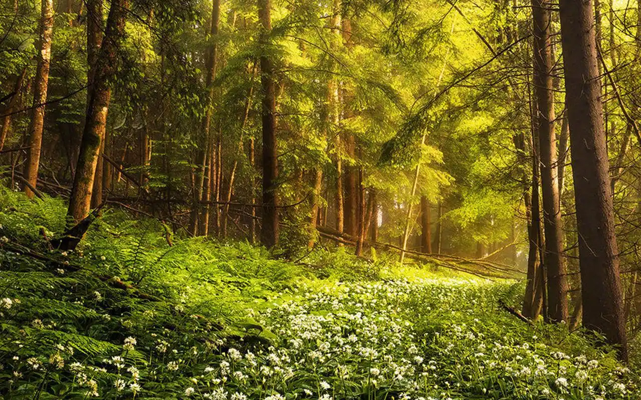 绿色森林唯美护眼自然风光高清