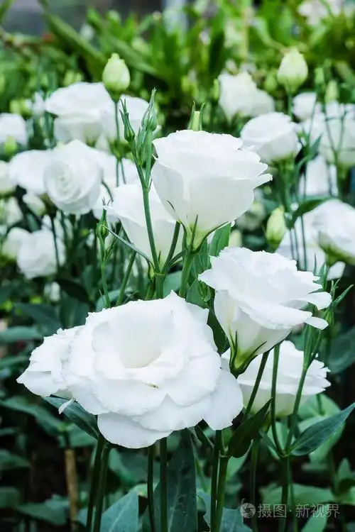 美丽的纯白色的花在花园里-白玫瑰-柔软的焦点照片-正版商用图片1pzms