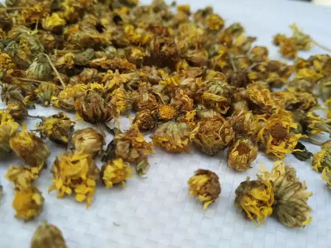 新货野菊花可做花茶中药材颜色好菊花决明子茶