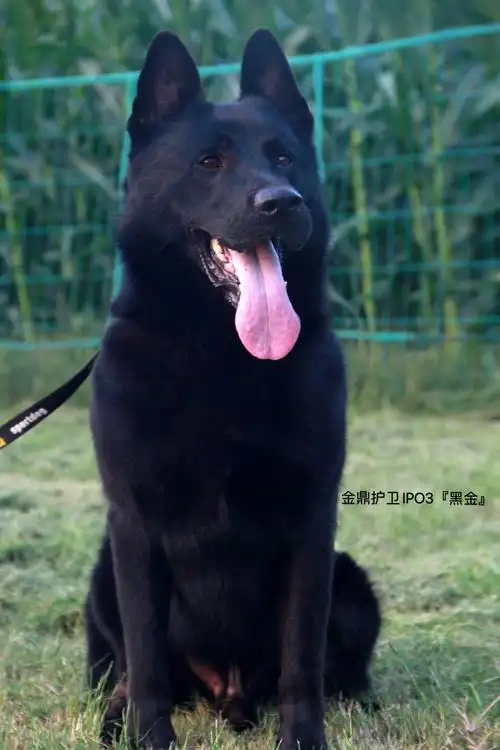 重磅来袭德国进口ipo3种公《黑金》即将登陆郑州金鼎护卫犬舍!