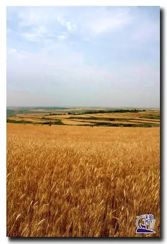 白鹿原上麦浪翻 又是一个丰收年