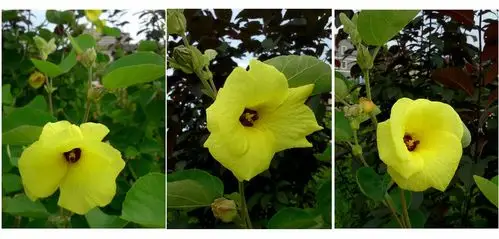 下倪桥边的黄槿树开花了(组图)!