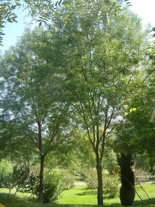 小叶白腊词条图册_百度百科