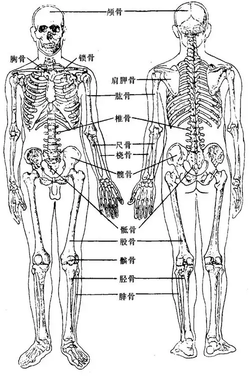 图1 人体全身骨骼-人体解剖学-医学