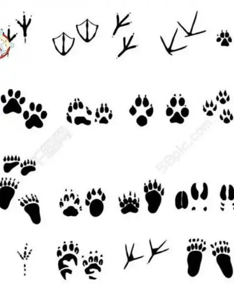 什么动物的脚印像什么——1,小鸡的脚印像小草.2,小鸭的脚印像枫叶.