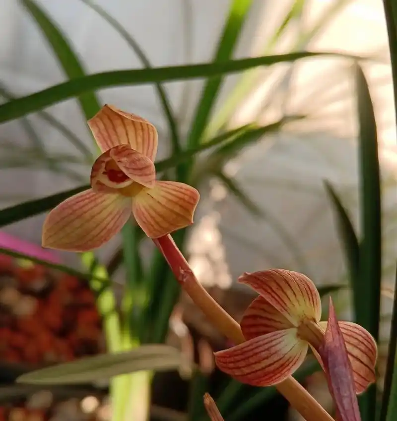 甸阳金荷,下山于保山的经典莲瓣兰,无论从收根,放角,紧边来说,都完