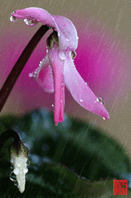 向细雨诉说,所有的心情,淅淅沥沥的雨滴