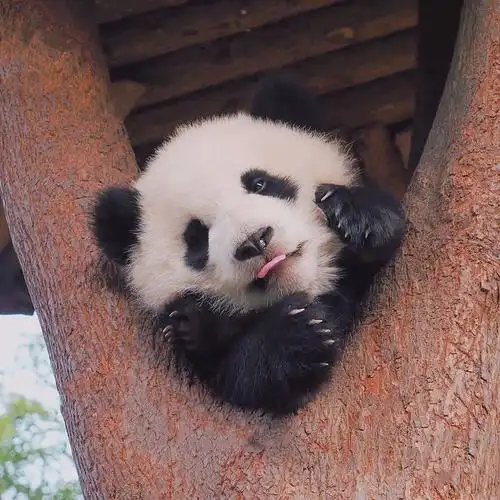 有可爱的熊猫头像吗