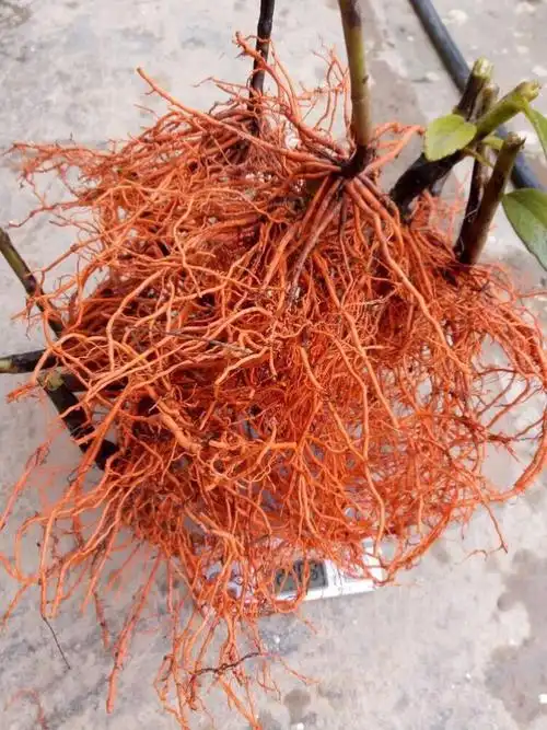 稀缺野生植物药材红根野蚕豆