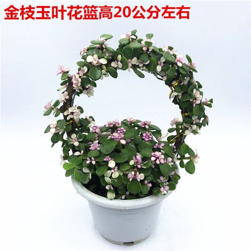 金枝玉叶花篮 美观趣味客厅办公室创艺摆设绿色盆栽