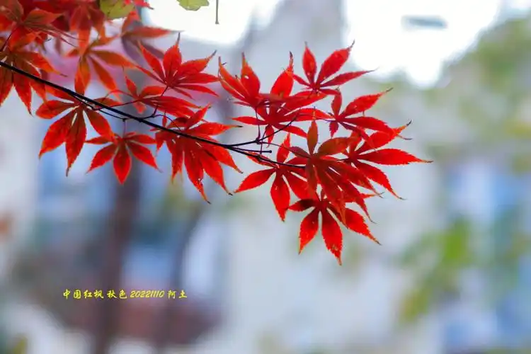 枫树叶色集录 中国红枫