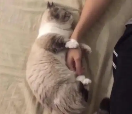 史上最粘人猫咪,一举一动都像是在撒娇卖萌,网友:别人家的猫!