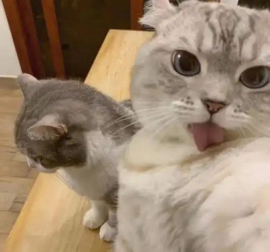 最近存的363436373039可爱猫咪情侣头像