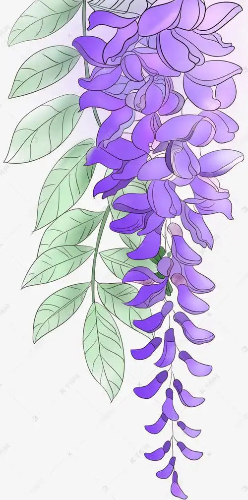 手绘紫藤花