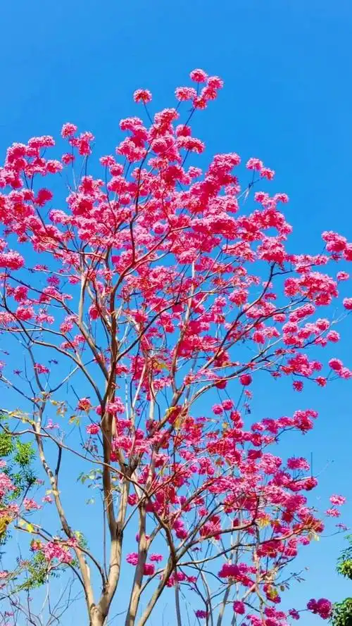 粉花风铃木亚星私网一比一!又称紫绣球1767,6865,058,名字真的很诗意.