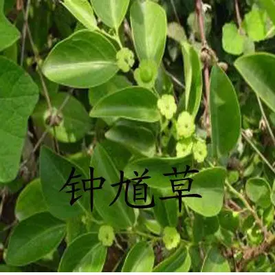 不如,如广东的黑面叶,庙公仔,还有鬼画符,铁甲将军,夜兰茶,四眼草等等