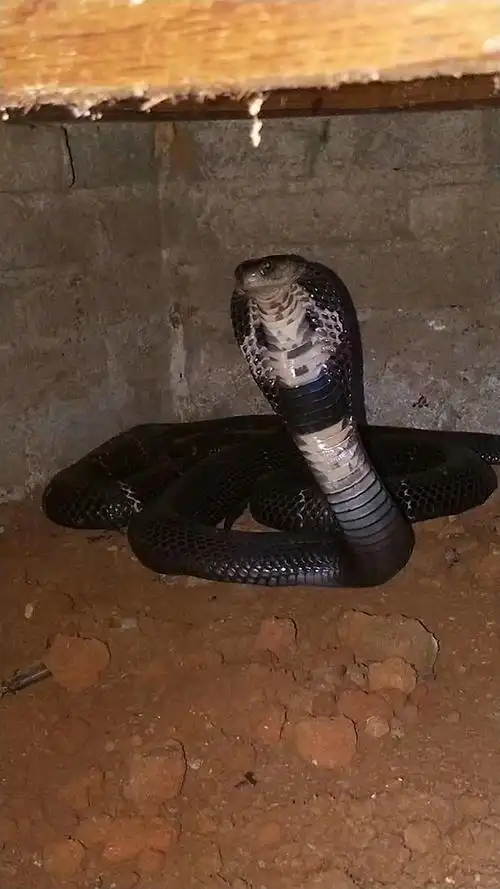 蛇为什么要吐信子?