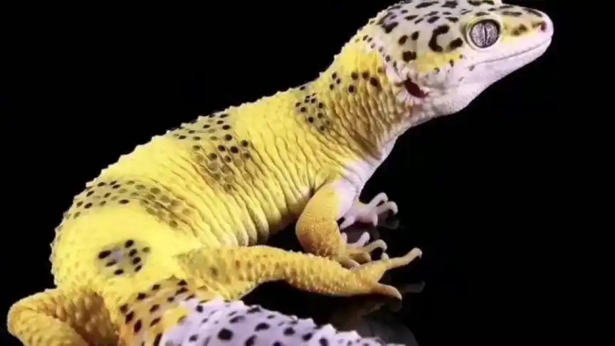 柠檬霜的发展史爬宠日常豹纹守宫柠檬霜色素瘤